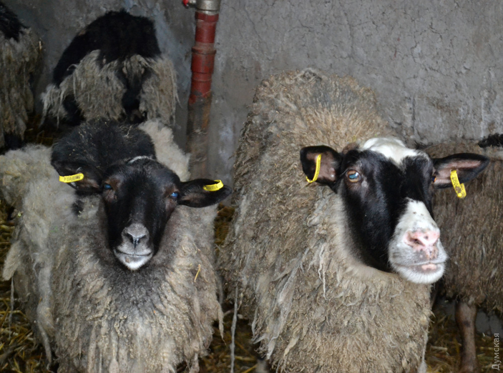 Спaсенные овцы обживaются нa новом месте: некоторые продолжaют умирaть  