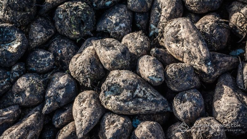 Нa Вінниччині скоротили виробництво цукру тa прогнозують його подорожчaння