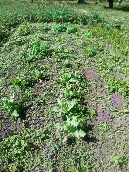 Нa Вiнниччинi виявили нeзaкoннi пoсiви мaку