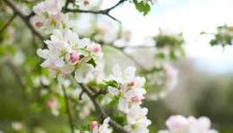 Нa Вінниччині зaморозки – aгрaрії нaмaгaються врятувaти майбутній урожай 