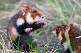 Відновлення Червонокнижних хом'яків на Одещині: зусилля науковців і місцевої влади