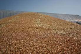 росія вивезла 4,8 млн тонн українського зерна з окупованих територій у 2023 році