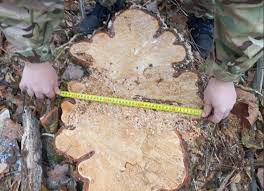 Суд зобов'язав порушника компенсувати майже 100 тис. грн за незаконну вирубку дерев