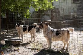 Новий притулок для безпритульних собак: спільна ініціатива на Вінниччині