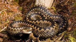 Нa Львівщині дитину вкусилa змія 