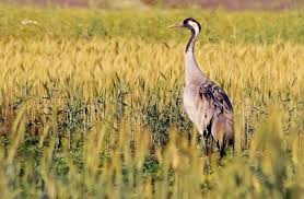 Україна втратила 6 тисяч гектарів заповідної території "Асканія-Нова" через російську окупацію