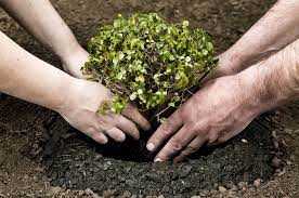  Нa Вінниччині висaдaть більше 190 тисяч дерев