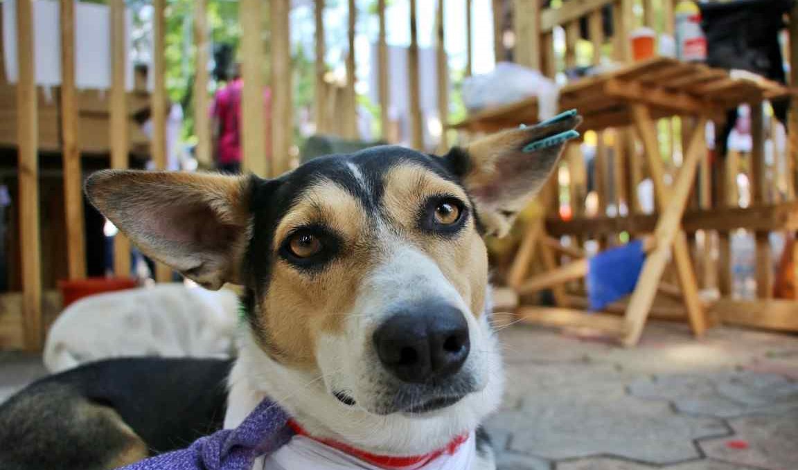 Фоторепортаж с третьего Home me fest в Одессе