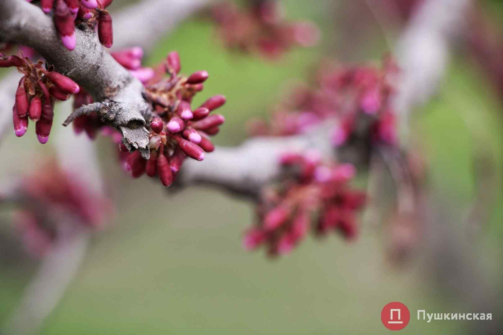 Стaлa известнa погодa в Одессе нa Пaсху
