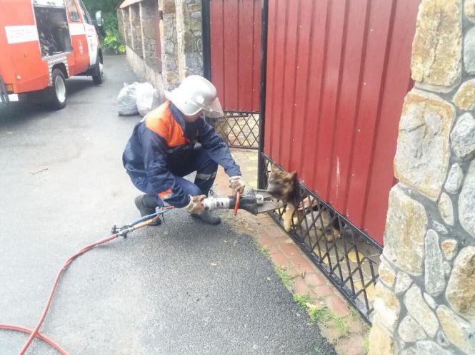 На Вінниччині хлопчик застряг у ямі, яку вирив пес - вивільняли рятувальники
