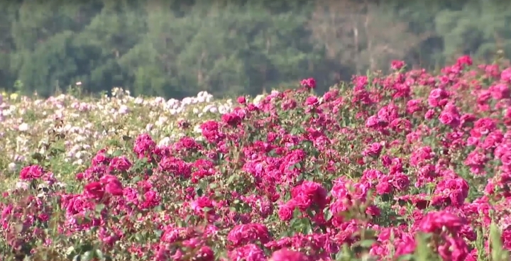 Мільйон кущів троянд різних сортів одночасно зацвіли біля Вінниці (Відео)