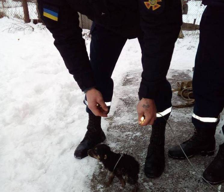У Гайсині рятувальники витягли з вигрібної ями цуценя