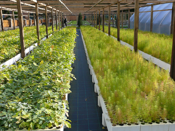 На Вінниччині планують висадити півмільйона саджанців дерев (Фото)