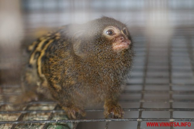 У Вінницькому зоопарку від онкології померла карликова мавпочка