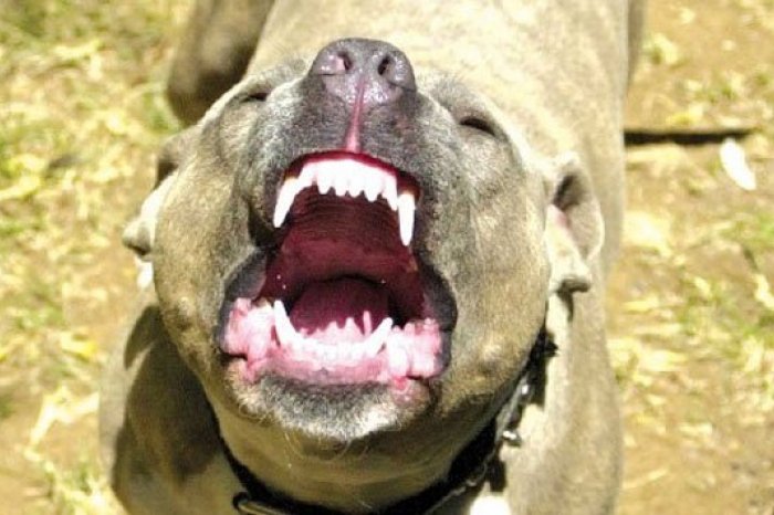 На Київщині бійцівський пес відгриз господарці обидві руки