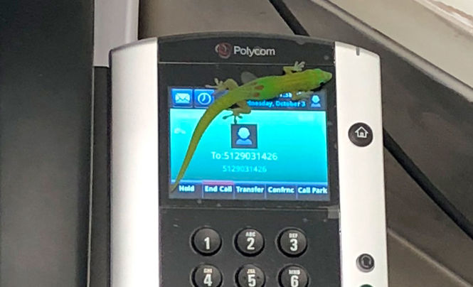 На Гаваях гекон дзвонив людям з ветеринарної клініки