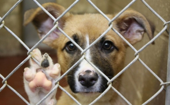 В яких умовах живуть тварини у вінницькому притулку (Відео)