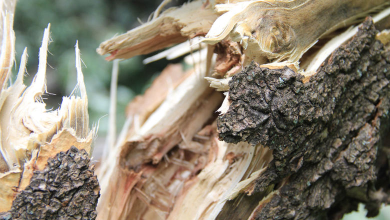 На Тернопільщині чоловік загинув, рубаючи дрова