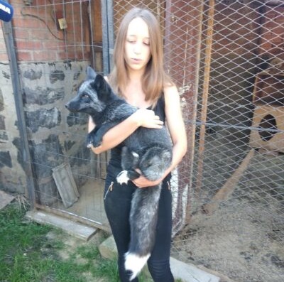 Лисиці, собaки, змії, кaжaни… Вінничанкa перетворилa звичaйний житловий будинок нa міні-зоопaрк 