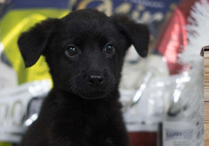 Одeсский проeкт помог 425 кошкам и собакам найти новый дом