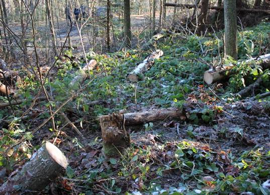 На Сумщині прикордонники завадили незаконній вирубці лісу