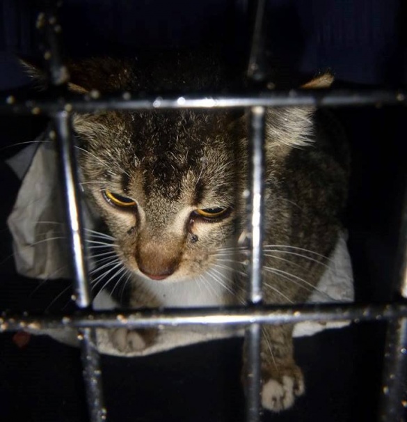 У Вінниці рятували кота, голова якого застрягла у металевій пастці