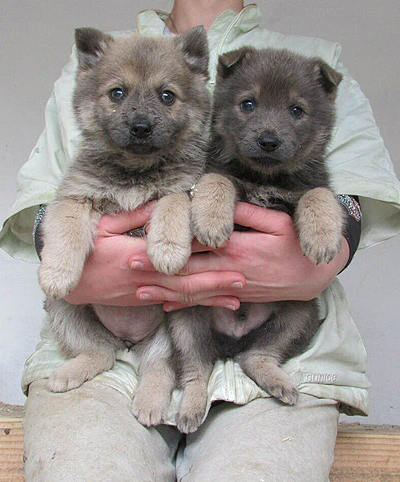 У Вінниці пройде ярмaркa-вистaвкa для допомоги бездомним твaринaм