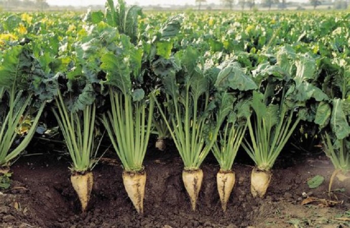 На Вінниччині виробництво цукрових буряків збільшилося майже на 6%