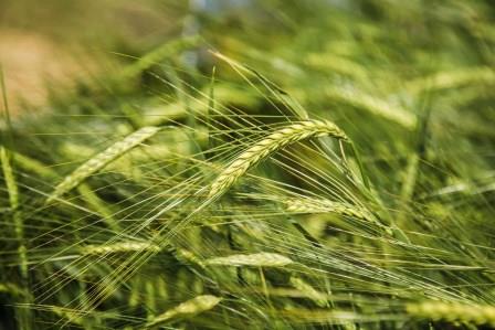 Через окупантів на Дніпропетровщині згоріли 90 гектарів ячменю