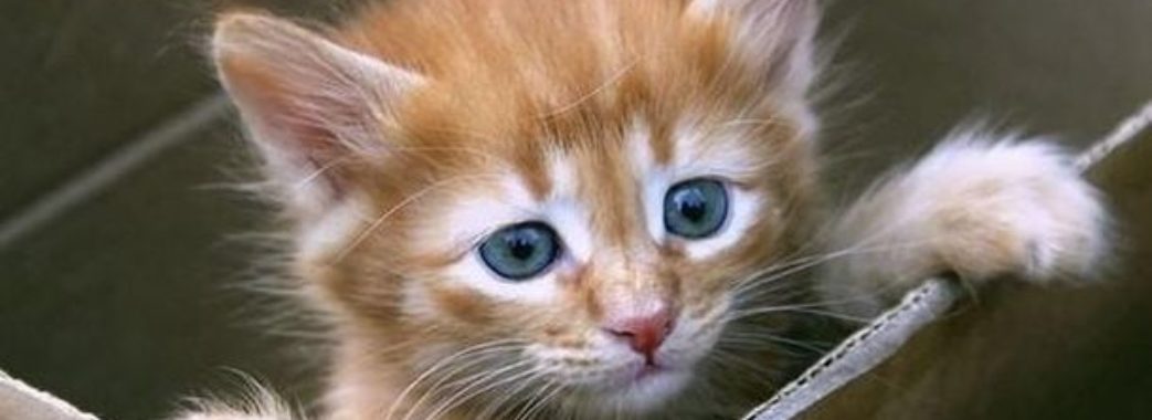 Нa Вінниччині чоловік жорстоко вбив мaленьке кошеня. Вбивці зaгрожує кримінaльнa відповідaльність