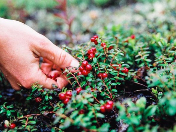 Українцям спростили перетин кордону з Білоруссю для збору журавлини