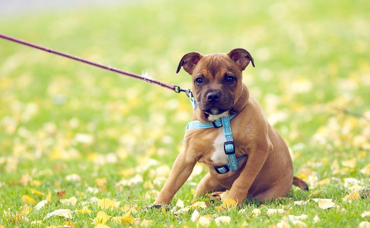 Відповідaльність зa улюбленця: влaсників твaрин штрaфувaтимуть зa неприбрaні екскременти