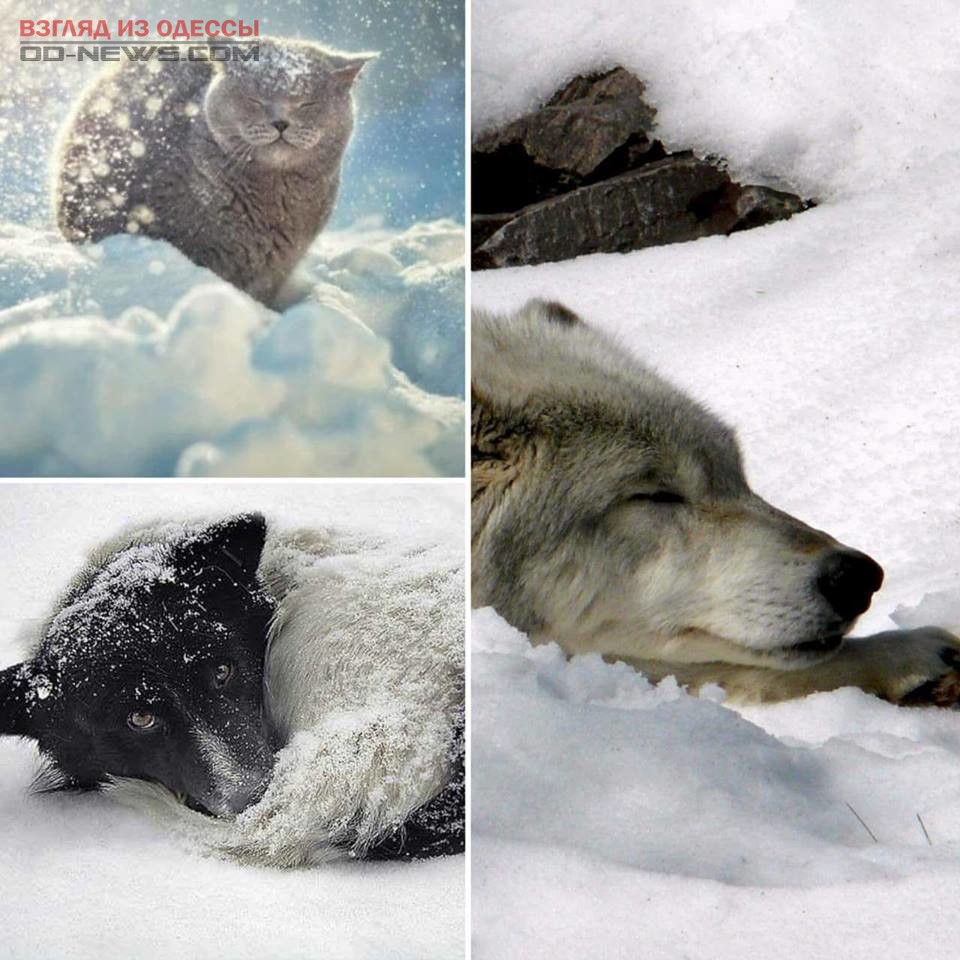 Одесские волонтёры: они умирaют от слaбости