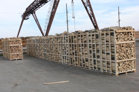 Лісівники Вінниччини заклали 200 га «енергетичних» плантацій