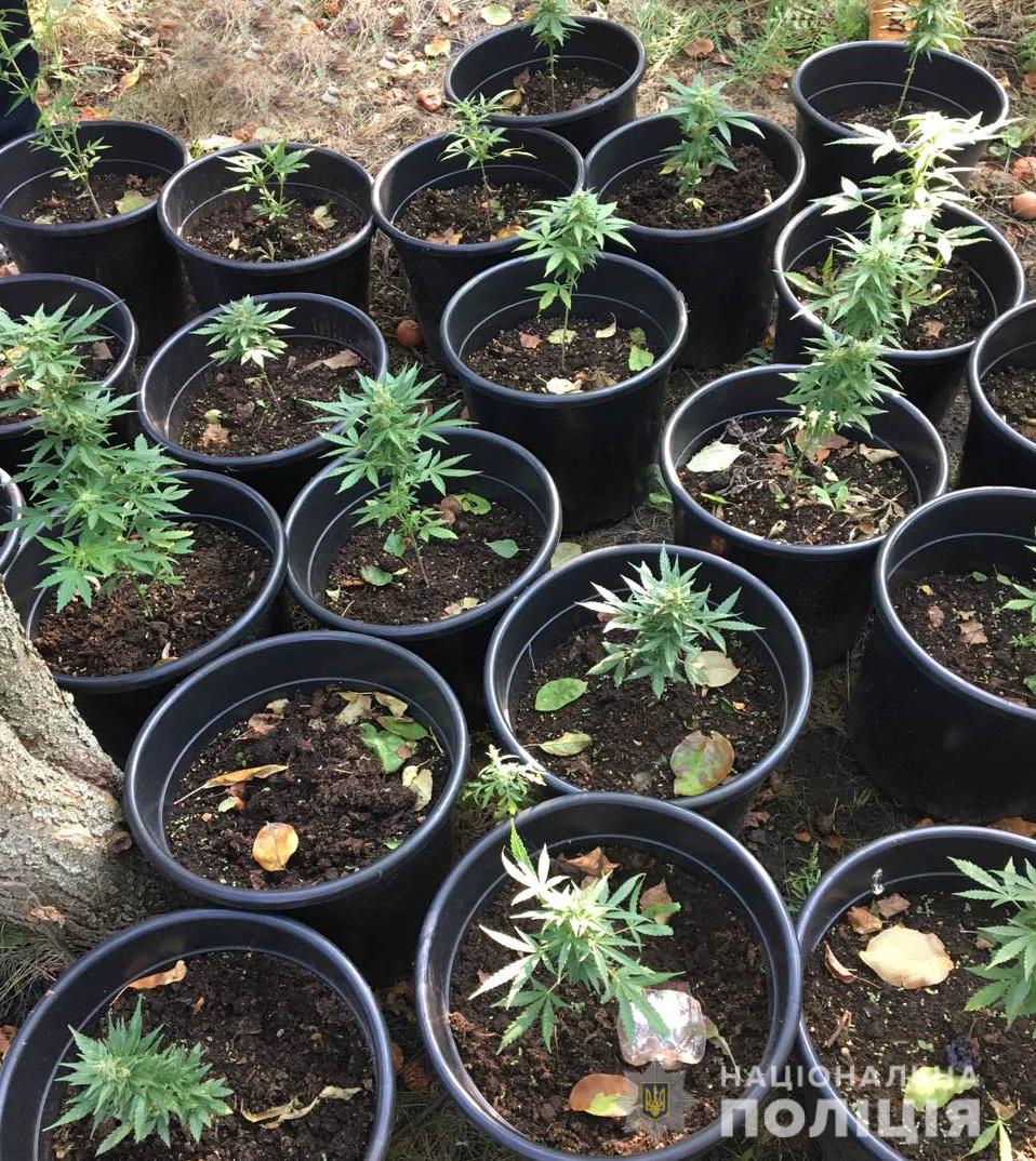 У Кропивницькому поліцейські ліквідували лабораторію з вирощування конопель