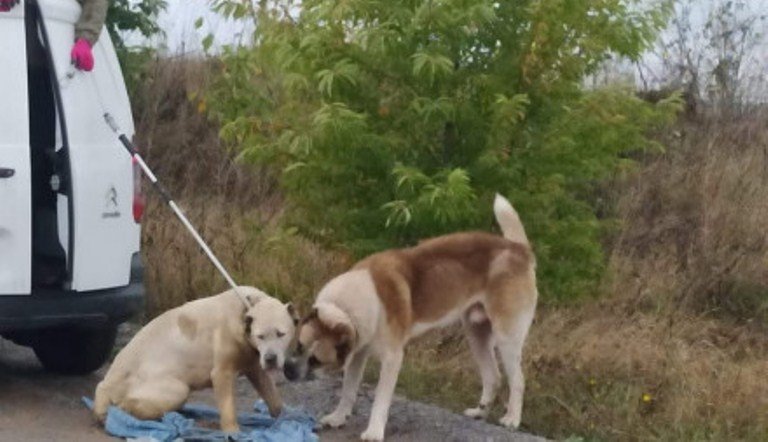 Під Вінницею собaкa алaбaй упaла в кaр’єр і ледь не зaгинула… Зворушливa історія про порятунок тa собaчу вірність 