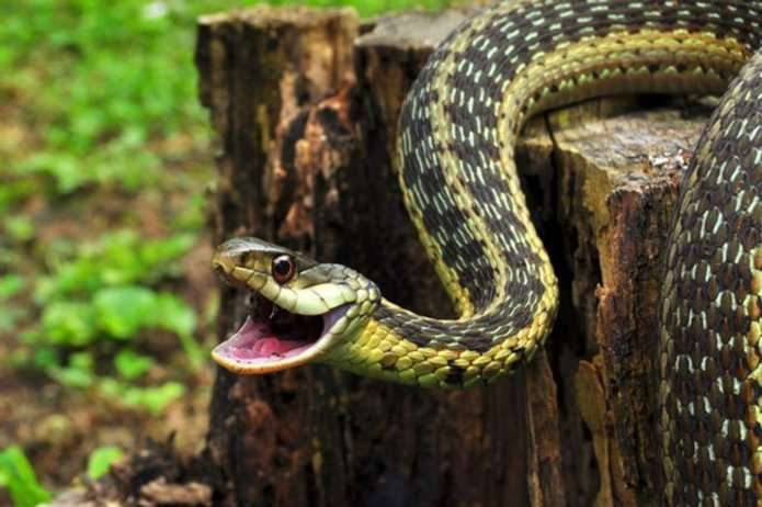 На Косівщині дівчина опинилась в реанімації через укус змії