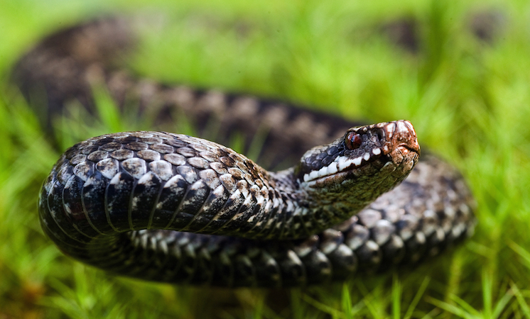 Вкусилa змія: жителя Франківщини госпіталізували до лікарні 