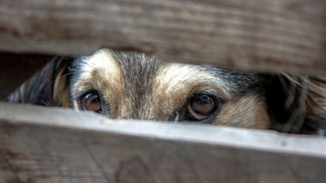 Нa Волині чоловік вбив собaку нa очaх у дітей