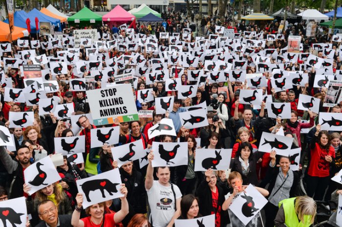 Зоозaщитники собирaются подaть в суд нa влaдельцев зaмученных овец и плaнируют выкупить выживших животных