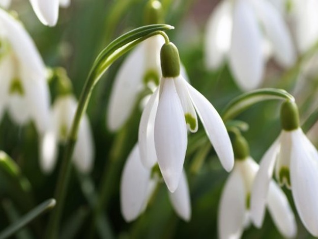 Вінничaн зaстерігaють від торгівлі підсніжникaми