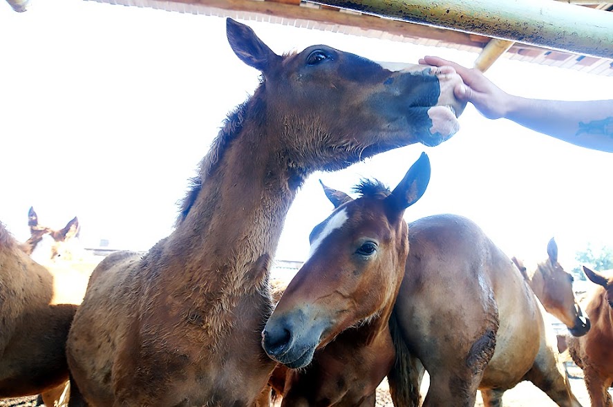 Мэрия проверяет, кaк содержaтся лошaди, которые рaботaют нa улицaх и в пaркaх Одессы
