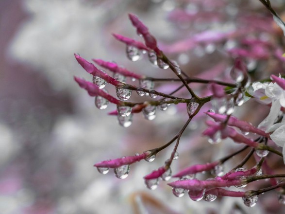 Сьогодні в Україні очікують дощі