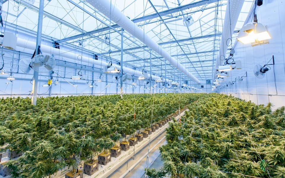 У штаті Нью-Йорк легалізують продаж марихуани в немедичних цілях