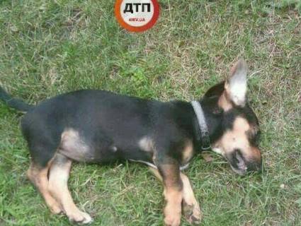 У Києві шукають живодера, який на очах у дітей викинув щеня із сьомого поверху