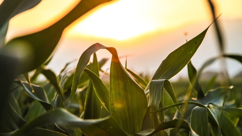 Місцями погодні умови викликали передчасне завершення вегетації пізніх культур
