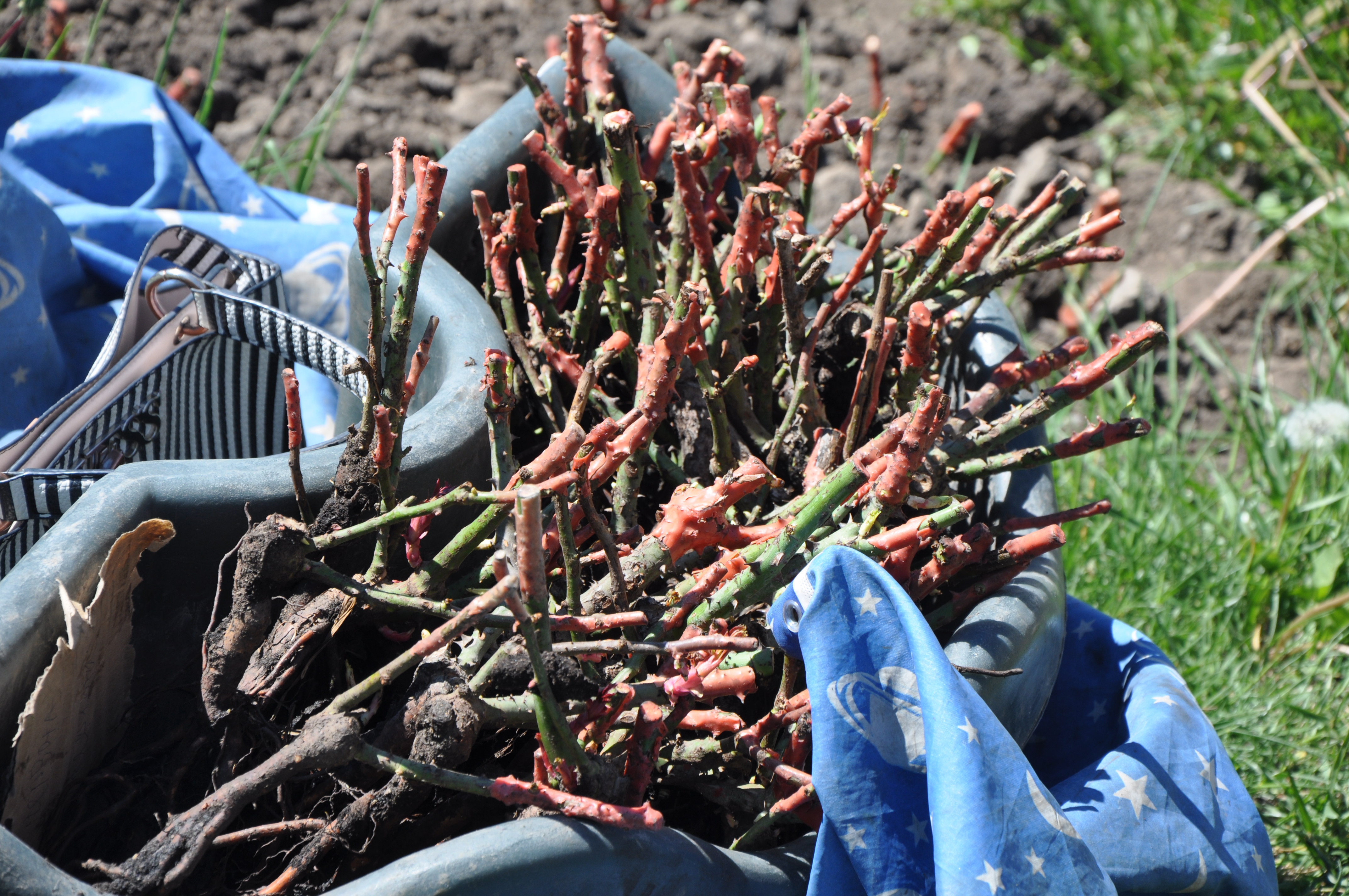 У Вінниці Фонд громади «Подільська громада» зініціював масштабну акцію з висадки троянд