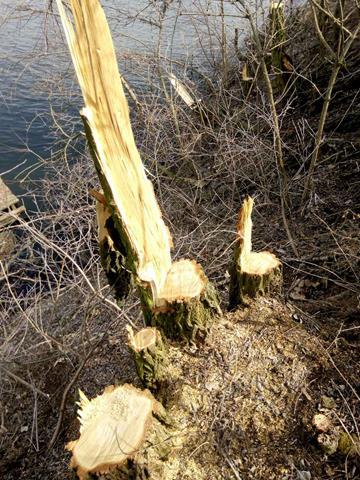 На Вінниччині зловмисники вирубали дерева на 26 тисяч гривень