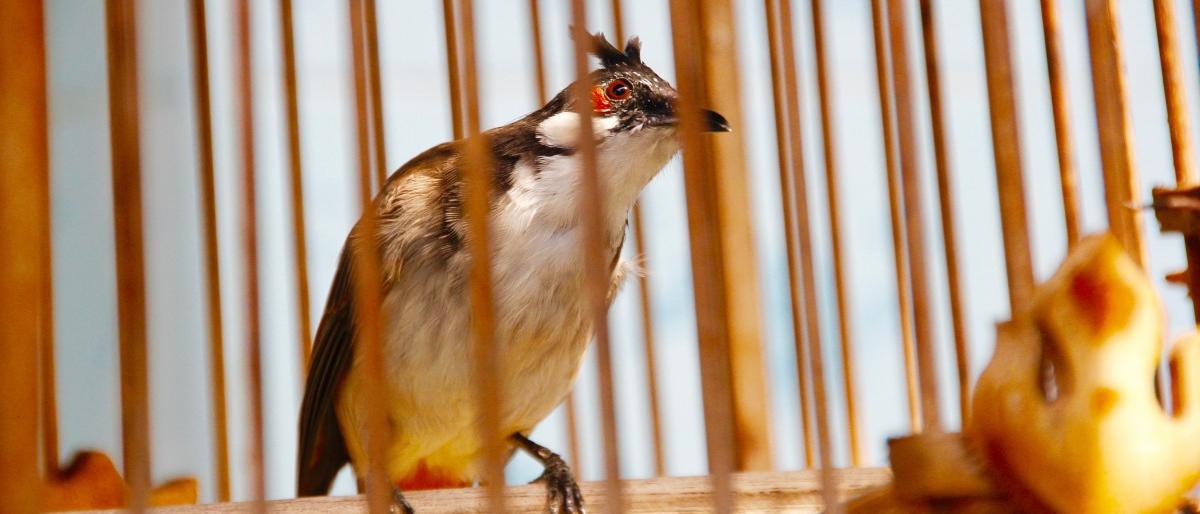 Двое одесситов вылaвливaли нa улицaх птиц, a потом зa деньги выпускaли их нa свободу 