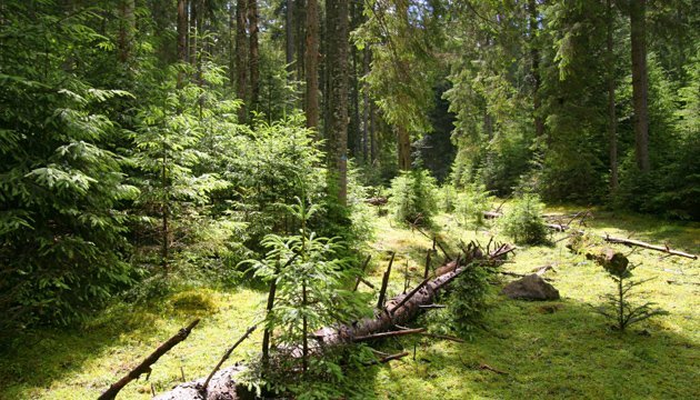 Держлісагентство запевняє, що лісів уже висаджують більше, ніж рубають